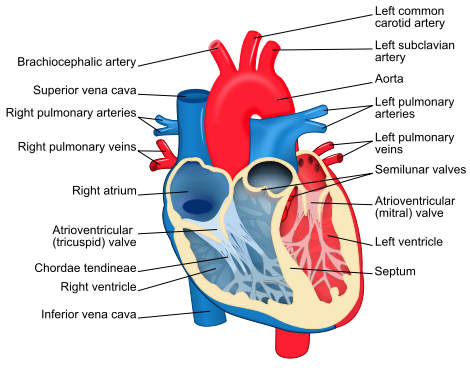 human body heart. Category Human Body