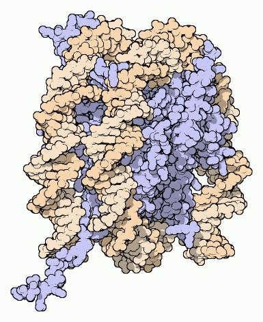 DNA in orange & Histones in blue