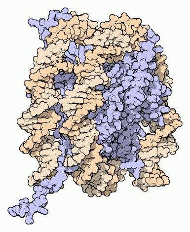 DNA in orange & Histones in blue