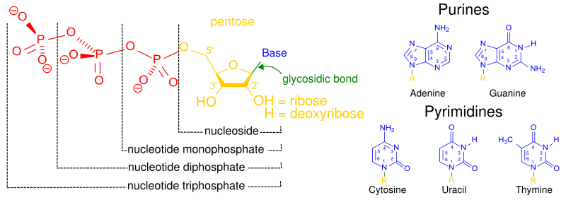 Most common nucleotides